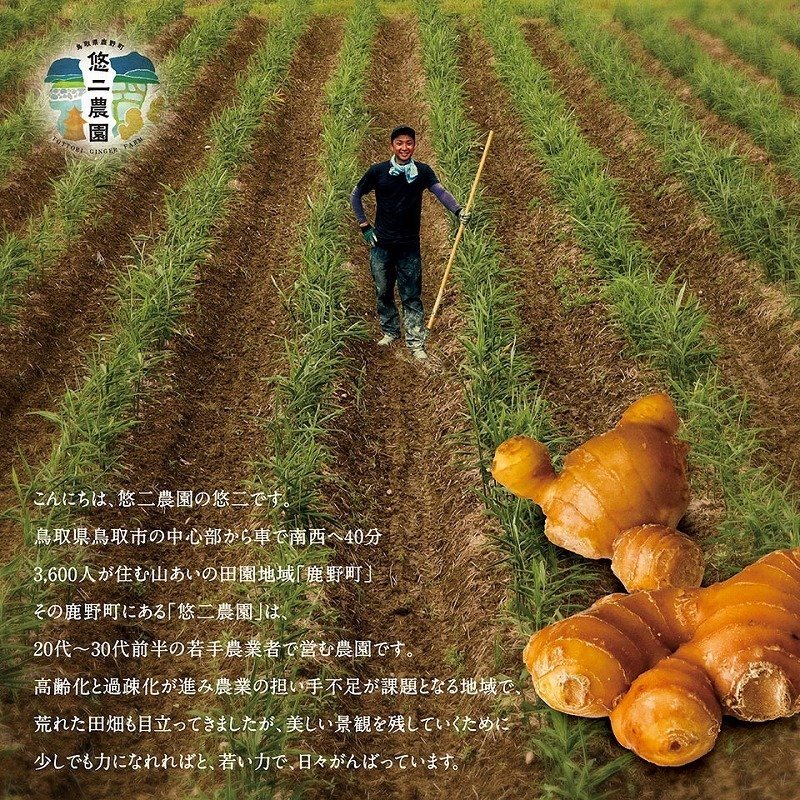 悠二農園の囲い生姜 1kg 鳥取県産 送料無料 国産 鳥取 悠二農園 2023年 秋収穫 囲い生姜 しょうが